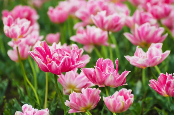 Rosa hermosos tulipanes — Foto de Stock