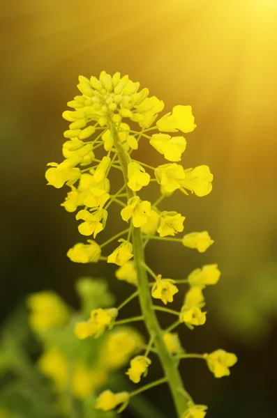 Fiori di colza primaverili — Foto Stock