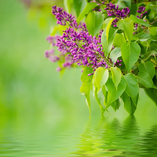 Tak van lila bloemen — Stockfoto