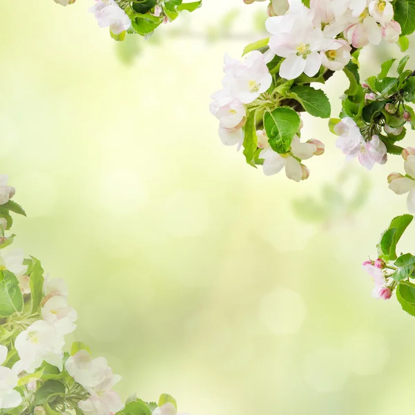 Apple floral bakgrund — Stockfoto