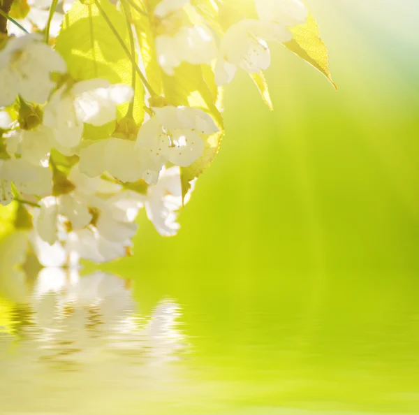 Körsbärsblommor — Stockfoto