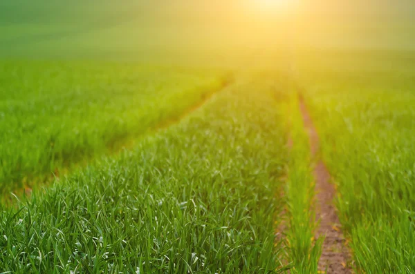 Fondo de campo de hierba verde — Foto de Stock