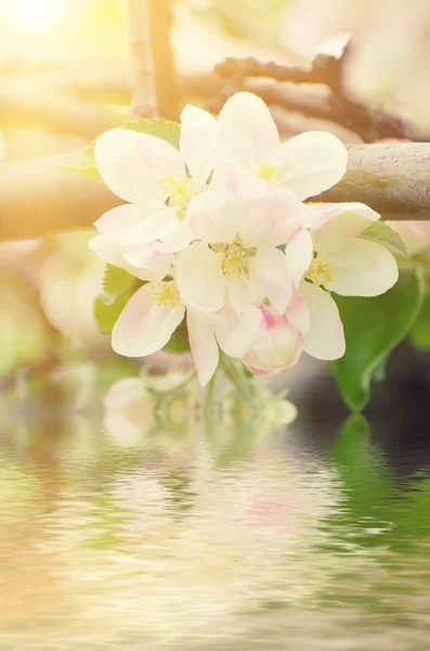 Apfelbaumblüte — Stockfoto