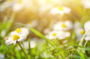 Bahar marguerite çiçek