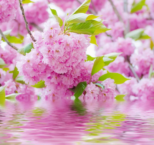 Sakura flowers blooming — Stock Photo, Image