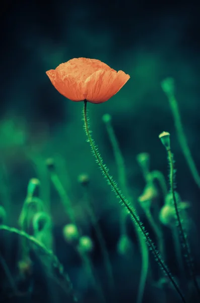 Kırmızı bahar gelinciği — Stok fotoğraf