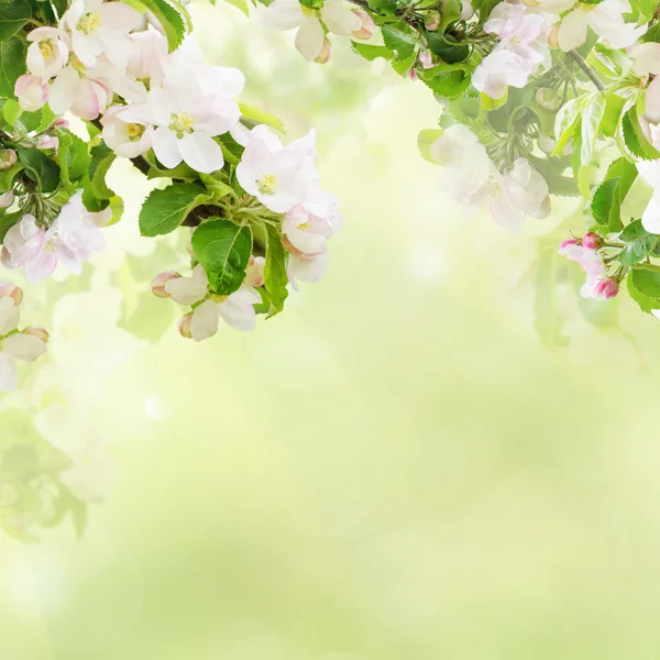 Apple floral background — Stock Photo, Image