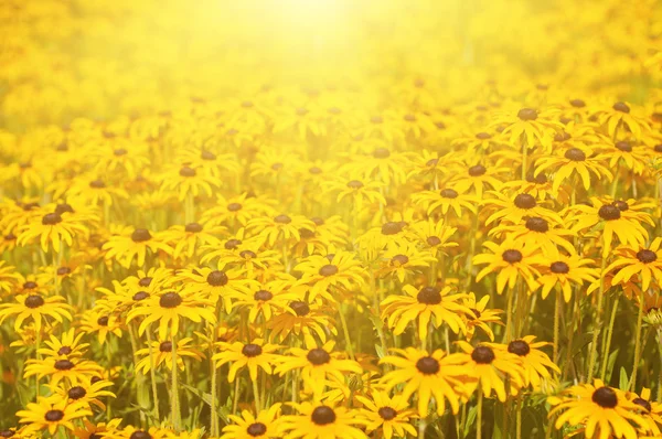 Rudbekia summer  flowers — Stock Photo, Image