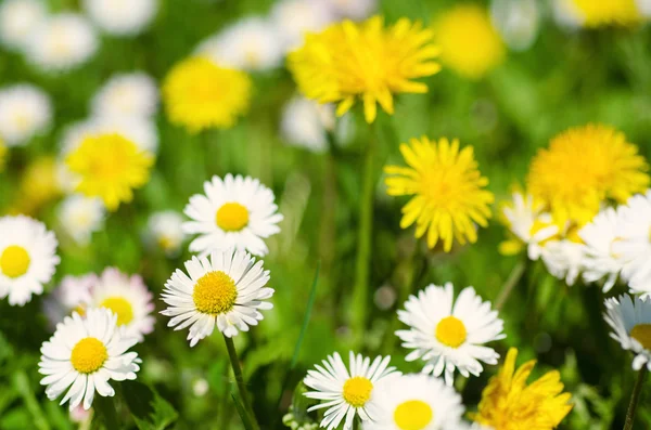 Spring flowers meadow — Stock Photo, Image