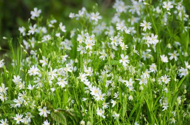 Beyaz bahar çiçekleri