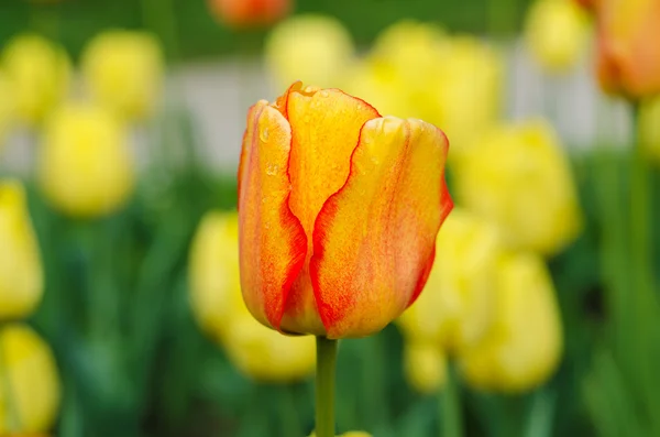 Gele en rode bloemen — Stockfoto