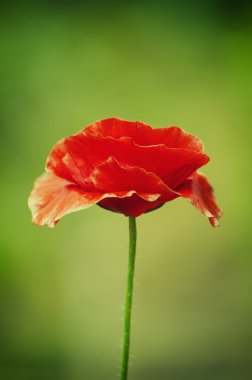 Kırmızı bahar gelinciği