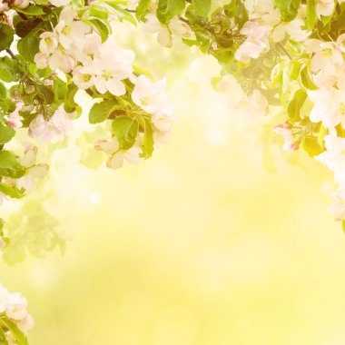 Apple çiçek arka plan