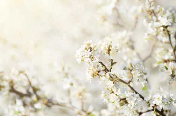 Ameixa flores da primavera — Fotografia de Stock