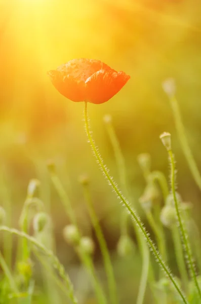 Papoula de primavera vermelha — Fotografia de Stock