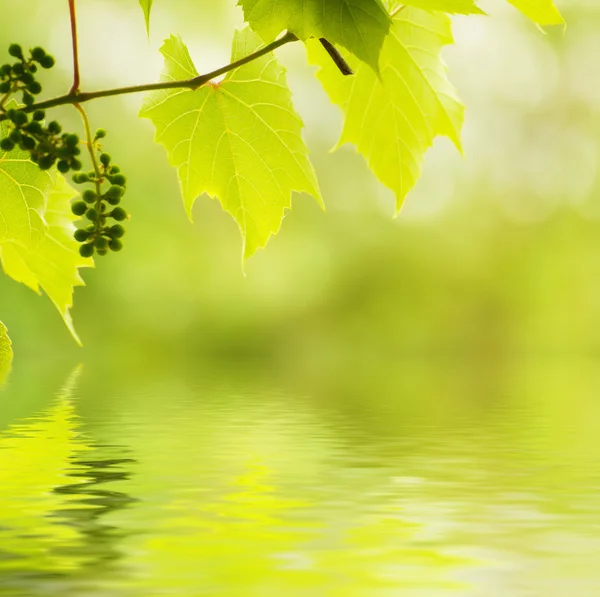 Soliga gröna vinblad — Stockfoto