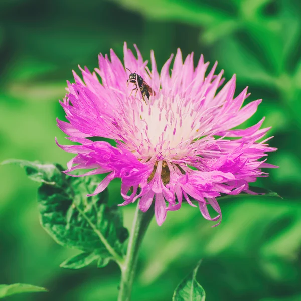 Aster fiore viola — Foto Stock