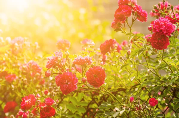 Κήπος με κόκκινα τριαντάφυλλα — Φωτογραφία Αρχείου