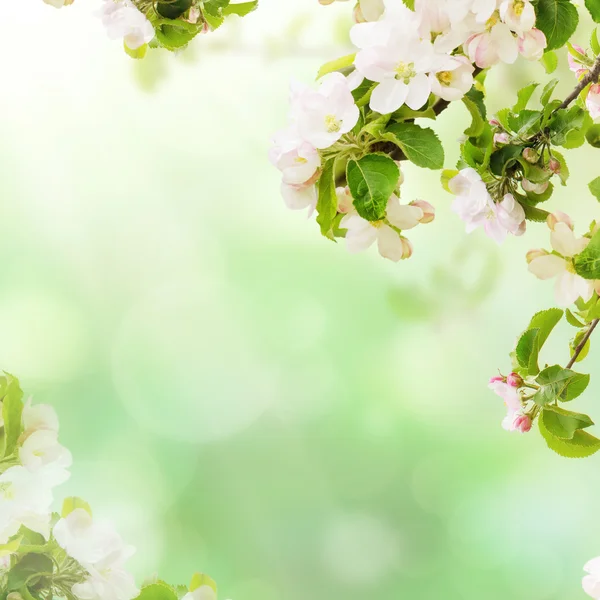 Apfel blumigen Hintergrund — Stockfoto