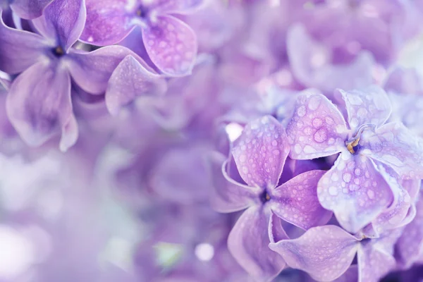 Witte lelie bloemen macro — Stockfoto