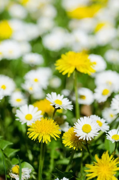 Våren blommor äng — Stockfoto