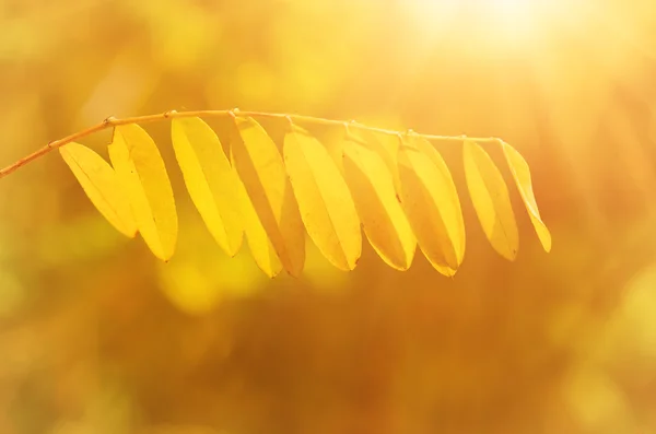 Ramo dell'albero di autunno — Foto Stock