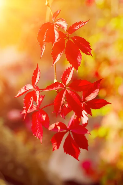 Wild druivenbladeren — Stockfoto