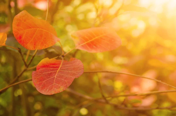 Herbstbaumzweig — Stockfoto