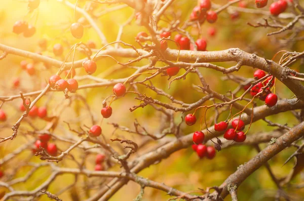 Weißdornbeeren in der Natur — Stockfoto