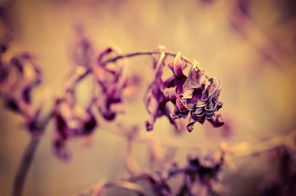 Outono planta roxa — Fotografia de Stock