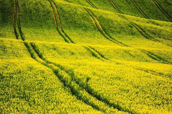 Campo giallo colza in primavera — Foto Stock