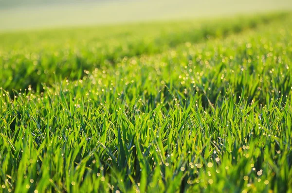 Erba verde campo sfondo — Foto Stock