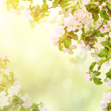 Apple çiçek arka plan