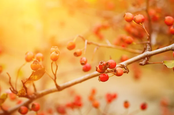Alıç meyveleri doğadaki — Stok fotoğraf