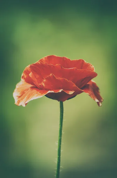 Amapola roja de primavera —  Fotos de Stock