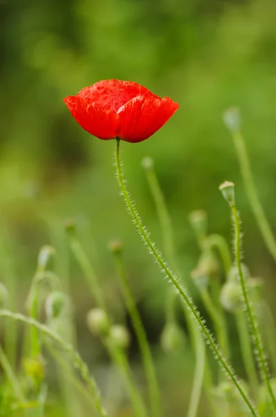 Amapola roja de primavera — Foto de Stock