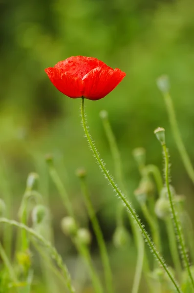 Papavero di primavera rosso — Foto Stock