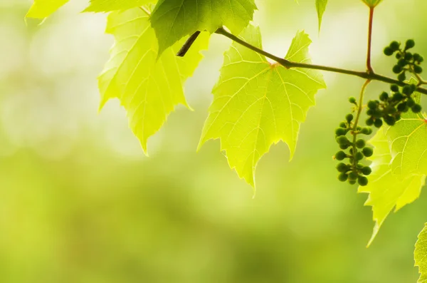 Feuilles de vigne vertes ensoleillées — Photo