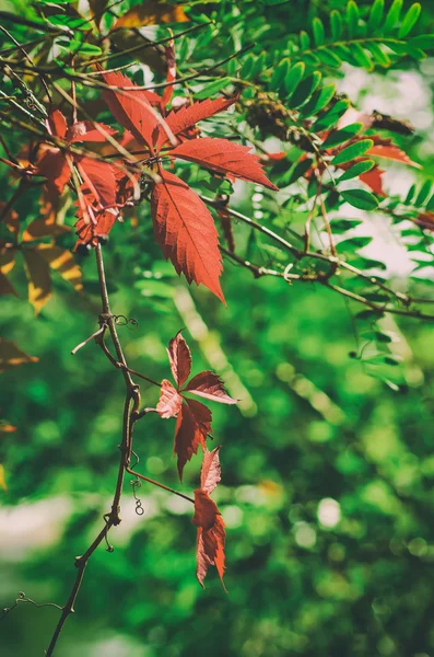 Feuilles rouges de raisin sauvage — Photo