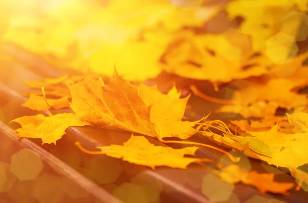 Hoja de arce de otoño — Foto de Stock