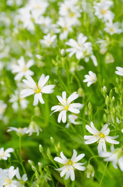 Weiße Frühlingsblumen — Stockfoto