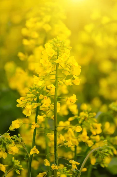 Flores de primavera de colza — Fotografia de Stock