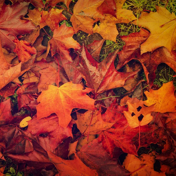 Autumn leaves background — Stock Photo, Image