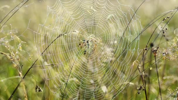 Spinnennetz mit Tau — Stockvideo