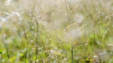 Gümüş sabah çayır