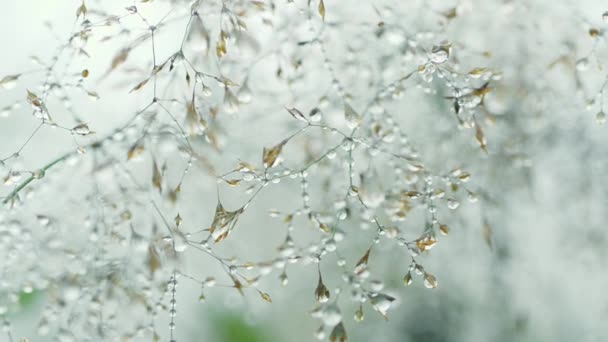 Beauté du matin avec rosée 