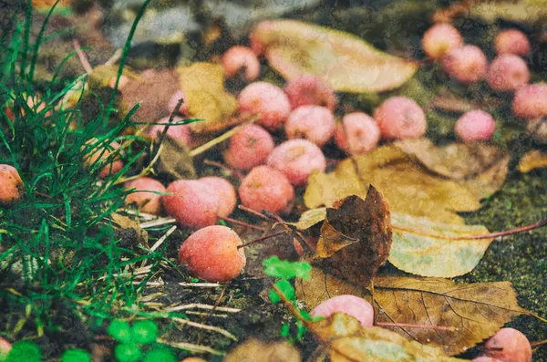 Grunge autumn background — Stock Photo, Image