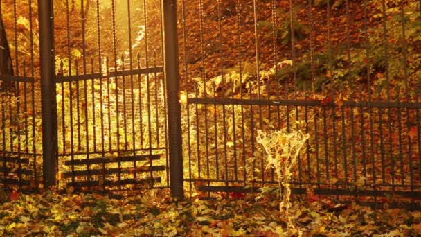 秋天的阳光公园 — 图库视频影像