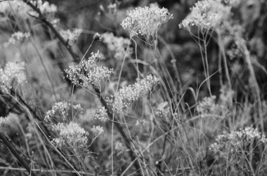 Sonbahar günbatımı bitki