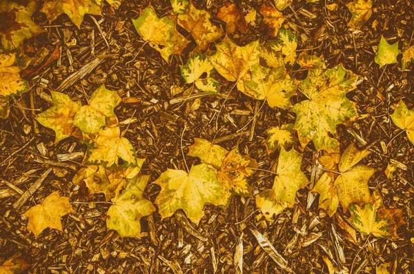 Őszi levelek háttér — Stock Fotó